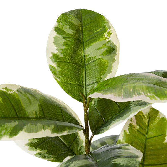 Rubber Plant Grand Potted - Green White, 90cm (H)