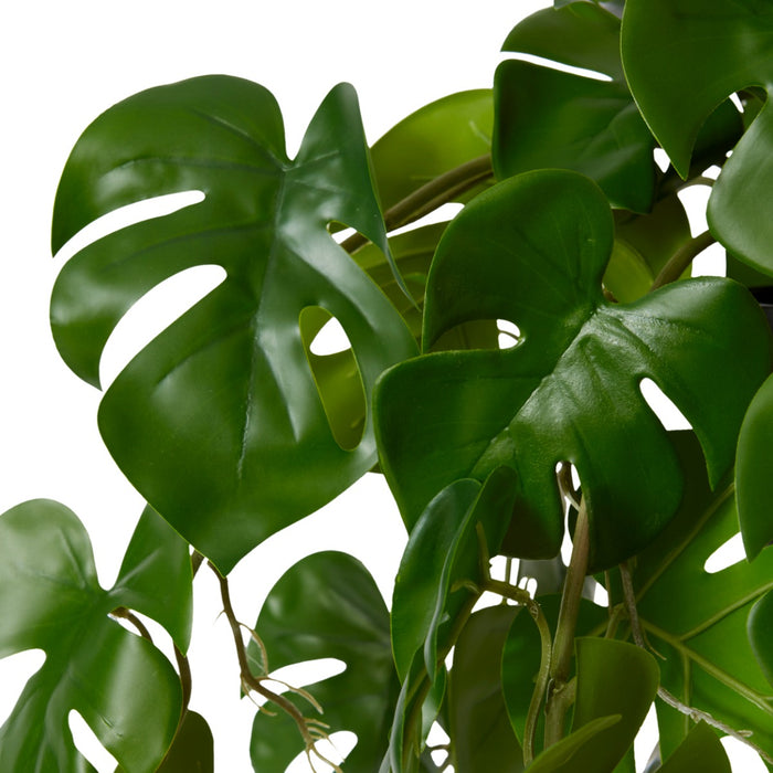 Monstera Hanging Plant Potted - Green, 84cm (H)