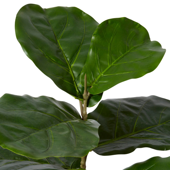 Fiddle Plant Potted - Green, 40cm (H)