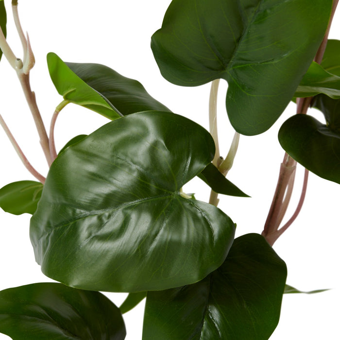 Philo Wild Plant Potted - Green, 54cm (H)