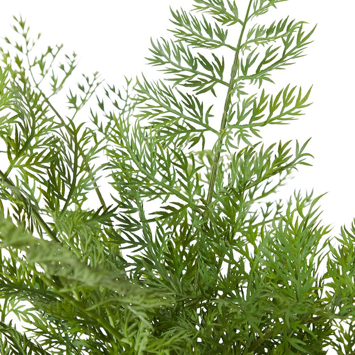 Starter Fern Plant - Green, 51cm (H)
