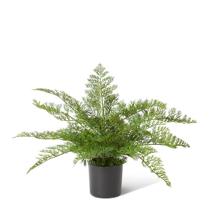 Starter Fern Plant - Green, 51cm (H)