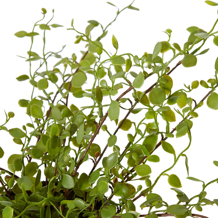 Angel Vine Bush - Green, 25cm (H)