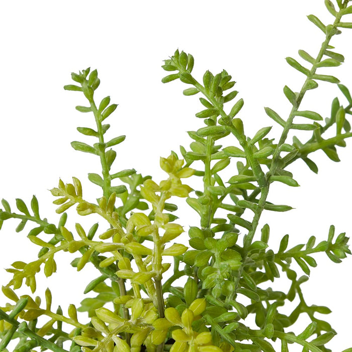 Sedum Plant - Green, 25cm (H)