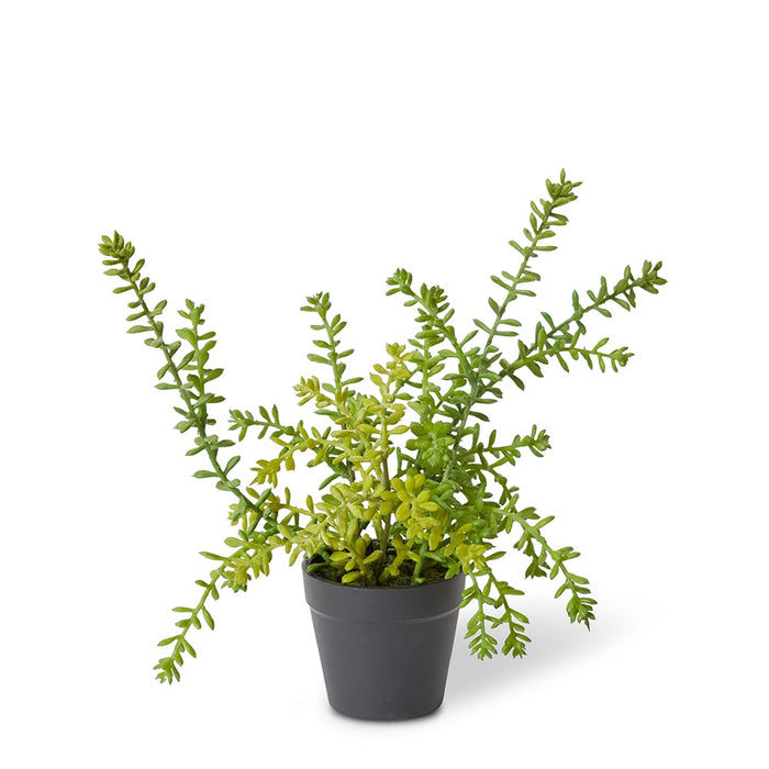 Sedum Plant - Green, 25cm (H)