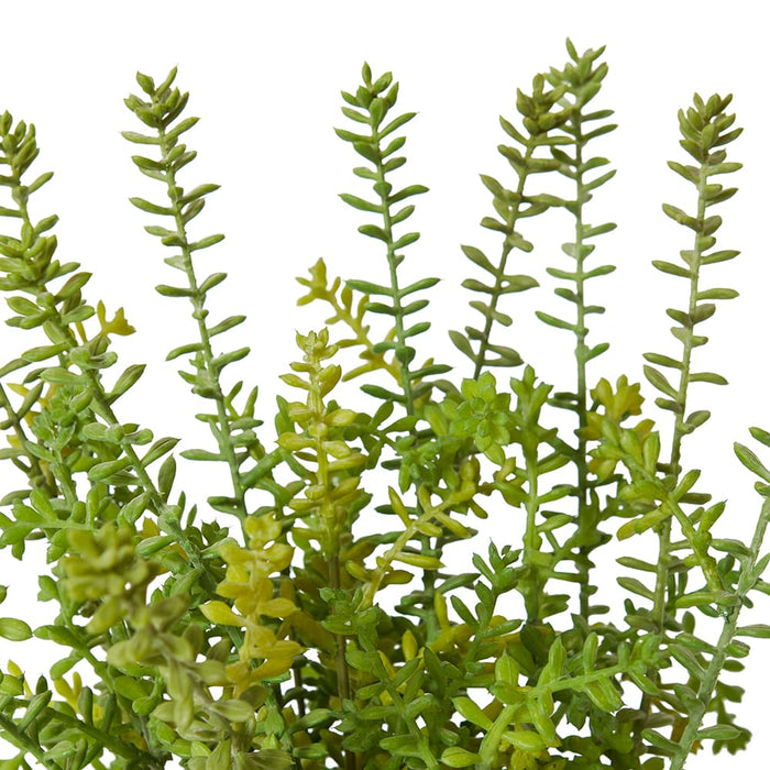 Sedum Plant - Green, 32cm (H)