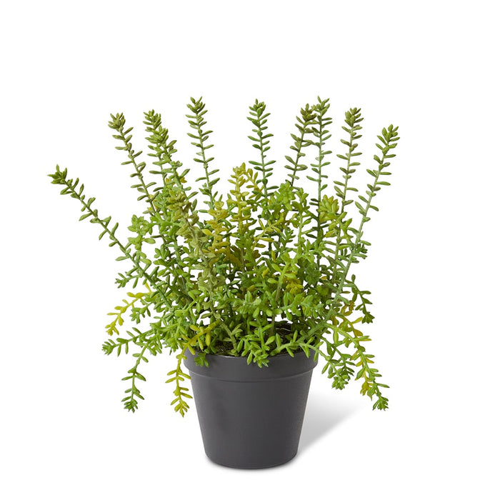 Sedum Plant - Green, 32cm (H)