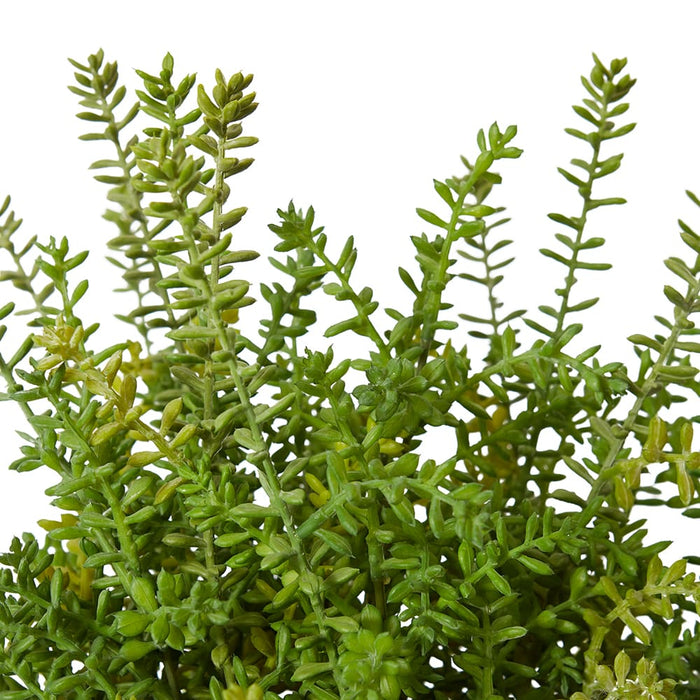 Sedum Plant - Green, 39cm (H)