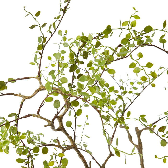 Angel Vine Plant - Green, 61cm (H)