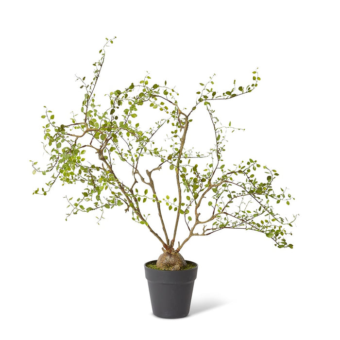 Angel Vine Plant - Green, 61cm (H)