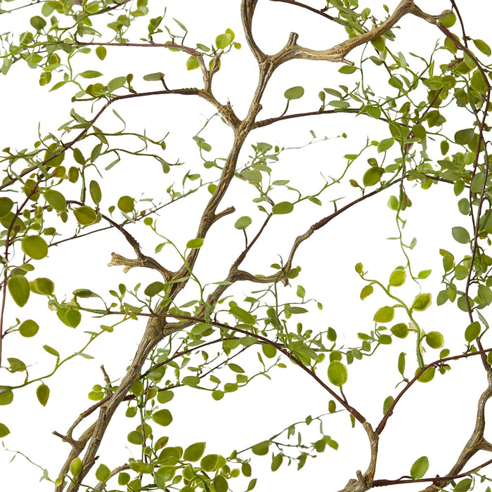 Angel Vine Plant - Green, 91cm (H)