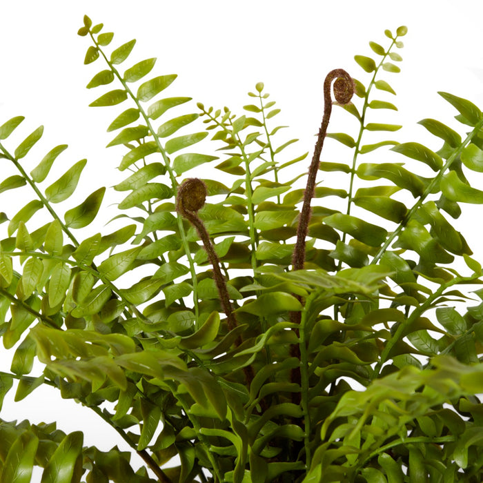 Fern Lush Boston Potted - Green, 55cm (H)