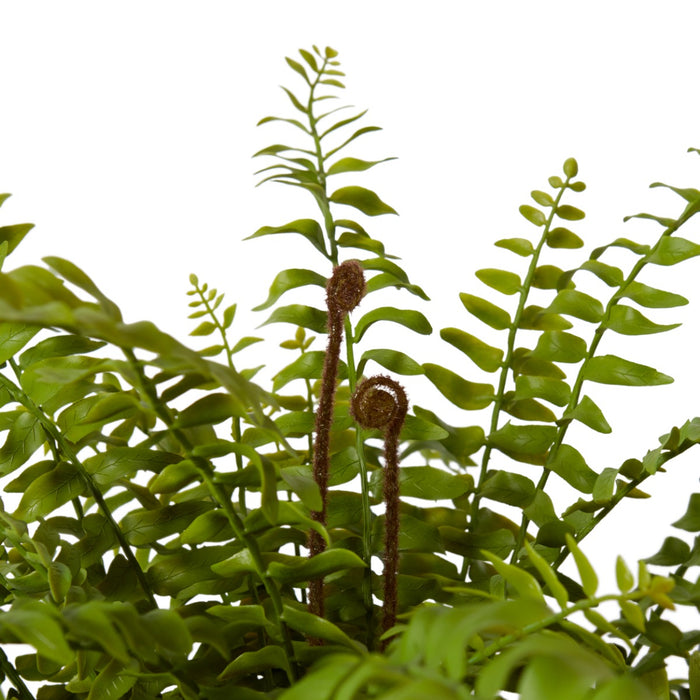Fern Lush Boston Potted - Green, 61cm (H)