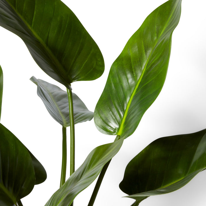 Anthurium DeLuxe Potted - Green, 70cm (H)