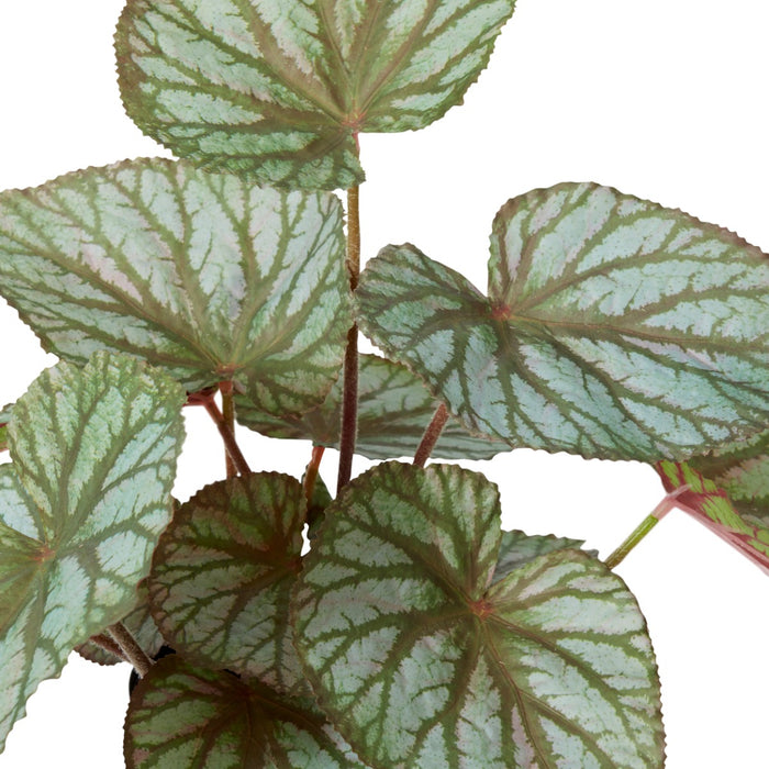Begonia Re x Potted - Variegated, 47cm (H)