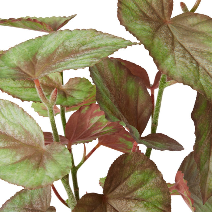 Begonia Potted - Variegated, 59cm (H)
