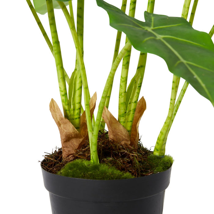Alocasia Frydek Potted - Green, 70cm (H)