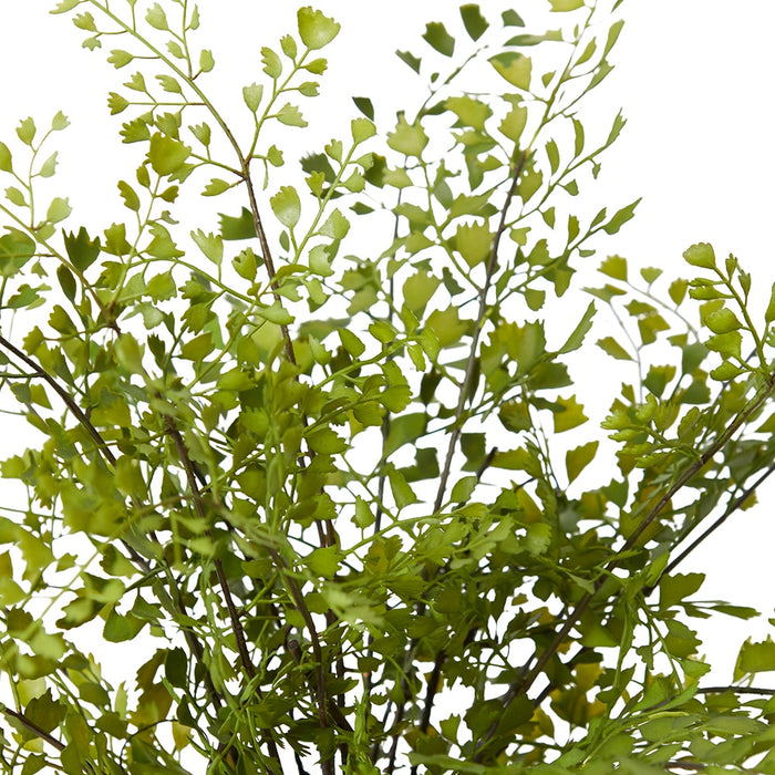 Maiden Hair Fern - Green, 48cm (H)