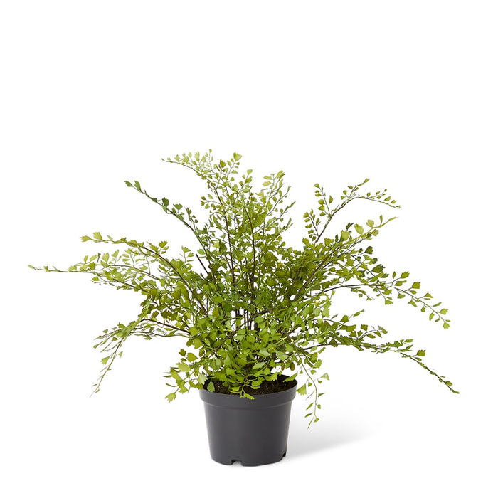 Maiden Hair Fern - Green, 48cm (H)