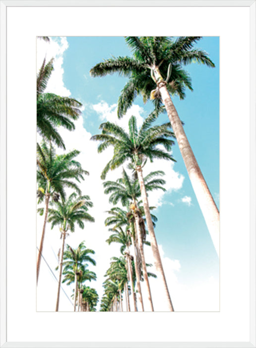 Palm Boulevard Wall Art