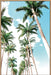Palm Boulevard Wall Art