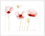 Poppies From Memory Wall Art