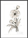 Poppy II Wall Art