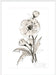 Poppy II Wall Art