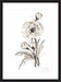 Poppy II Wall Art