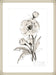 Poppy II Wall Art