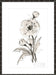 Poppy II Wall Art