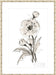 Poppy II Wall Art