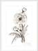 Poppy II Wall Art