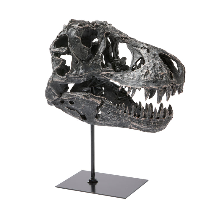 Dino Skull Sculpture - Resin