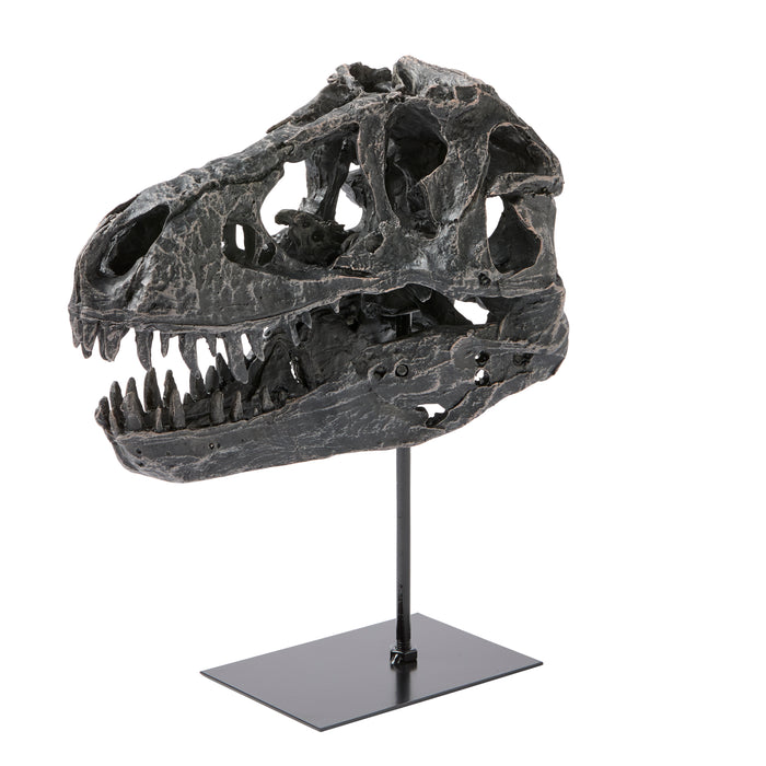 Dino Skull Sculpture - Resin