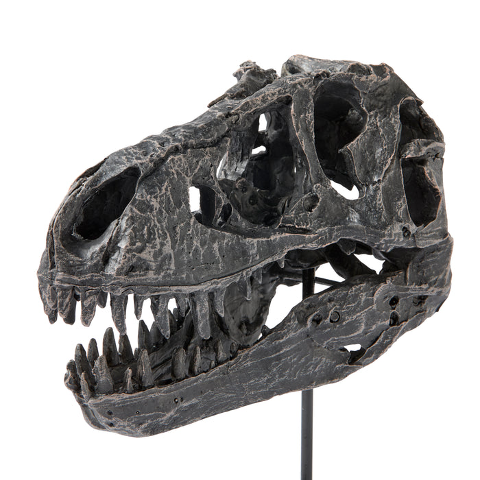 Dino Skull Sculpture - Resin
