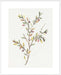 Single Sprig II Wall Art
