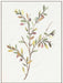 Single Sprig II Wall Art