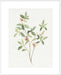 Single Sprig I Wall Art