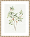 Single Sprig I Wall Art