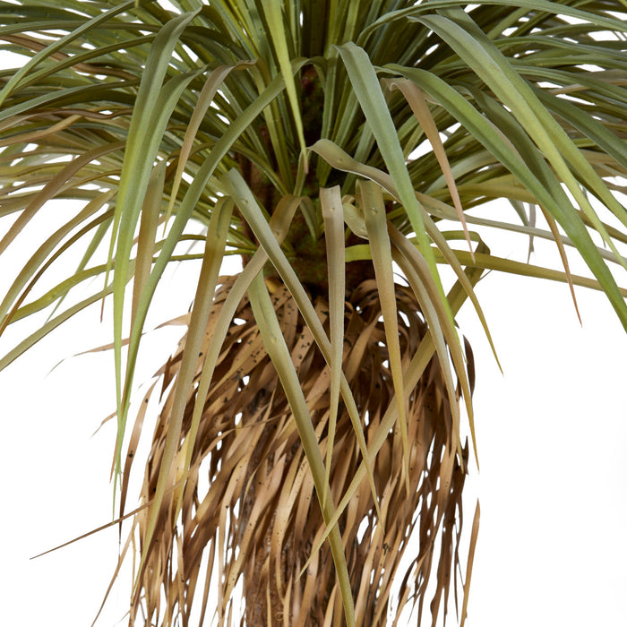 Yucca Grass Tree - Green, 183cm (H)