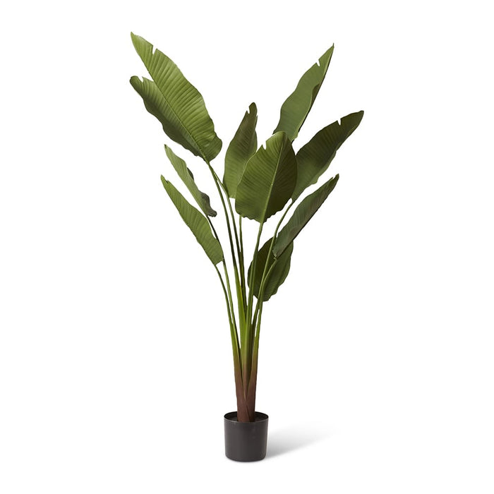 *Bird of Paradise (Outdoor) - Green, 185cm (H)