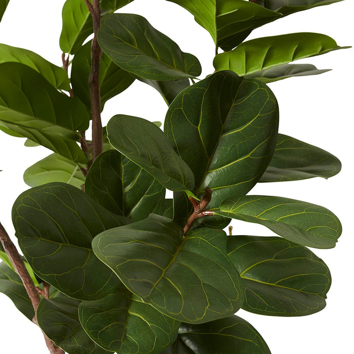 Fiddle Lush Tree - Green, 180cm (H)