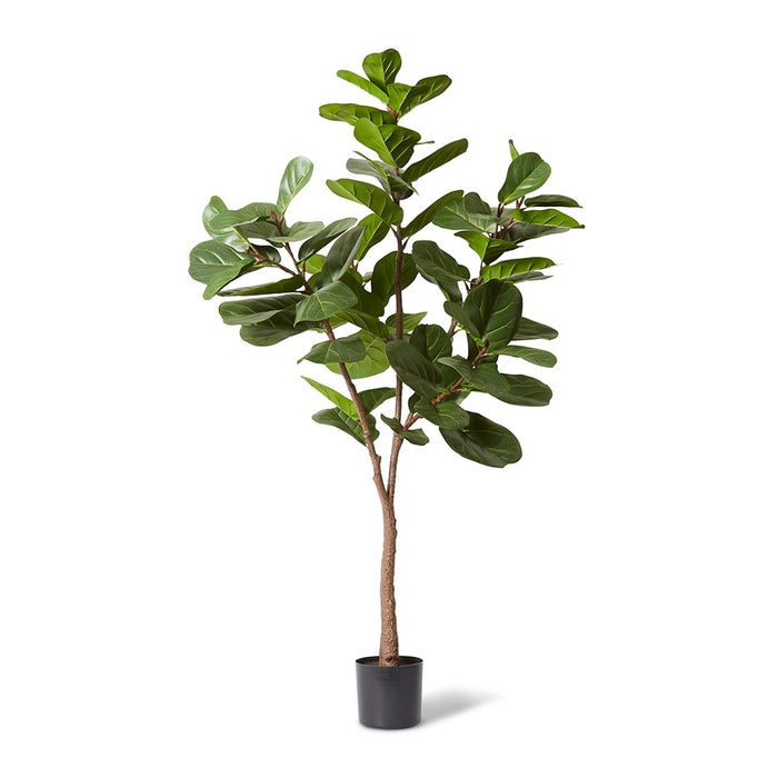 Fiddle Lush Tree - Green, 180cm (H)
