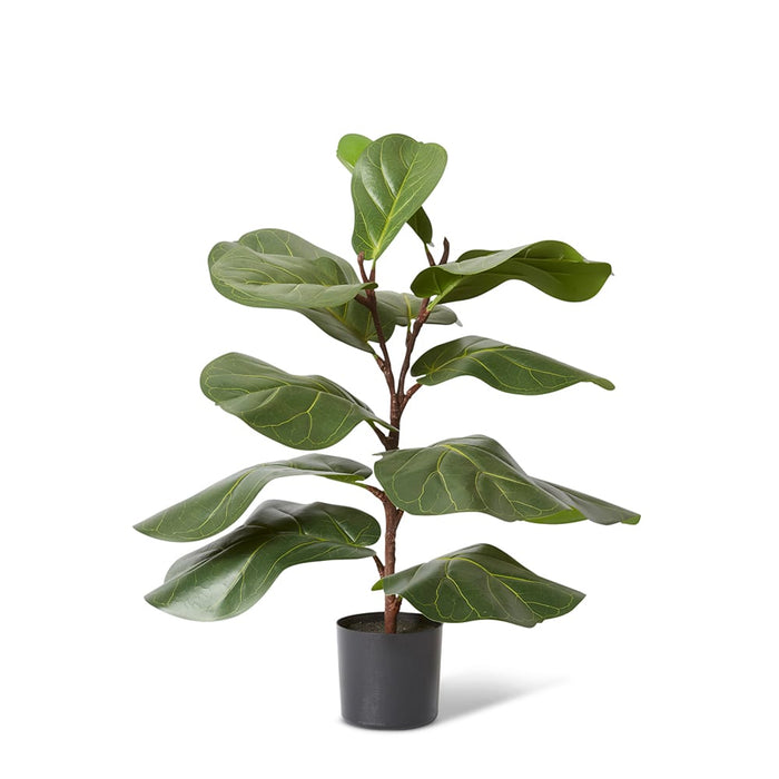 Fiddle Lush Tree - Green, 70cm (H)