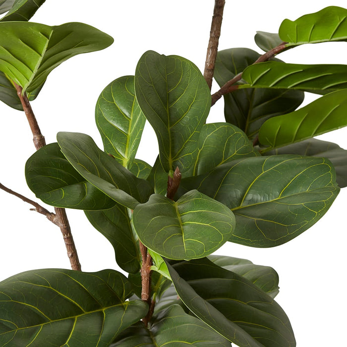 Fiddle Lush Tree - Green, 185cm (H)