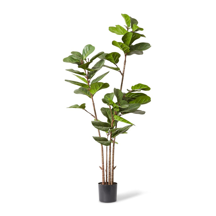 Fiddle Lush Tree - Green, 185cm (H)
