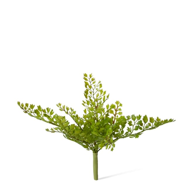 Fern Maiden Hair Pack Of 12 - Green, 20cm (H)