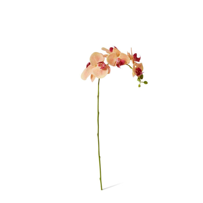 Phalaenopsis Orchid Stem Pack of 12 - Apricot, 55cm (H)