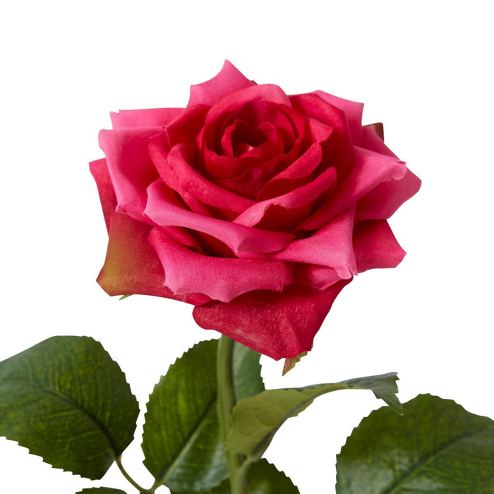 Classic Rose Stem Pack Of 12 - Beauty, 46cm (H)